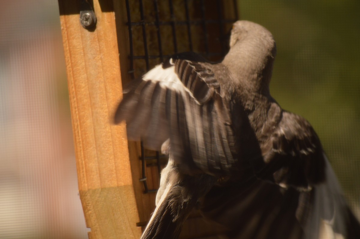 Northern Mockingbird - ML620823997