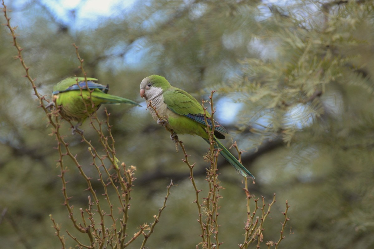 Monk Parakeet - ML620824000