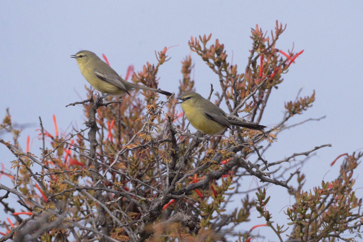 Greater Wagtail-Tyrant - ML620824005