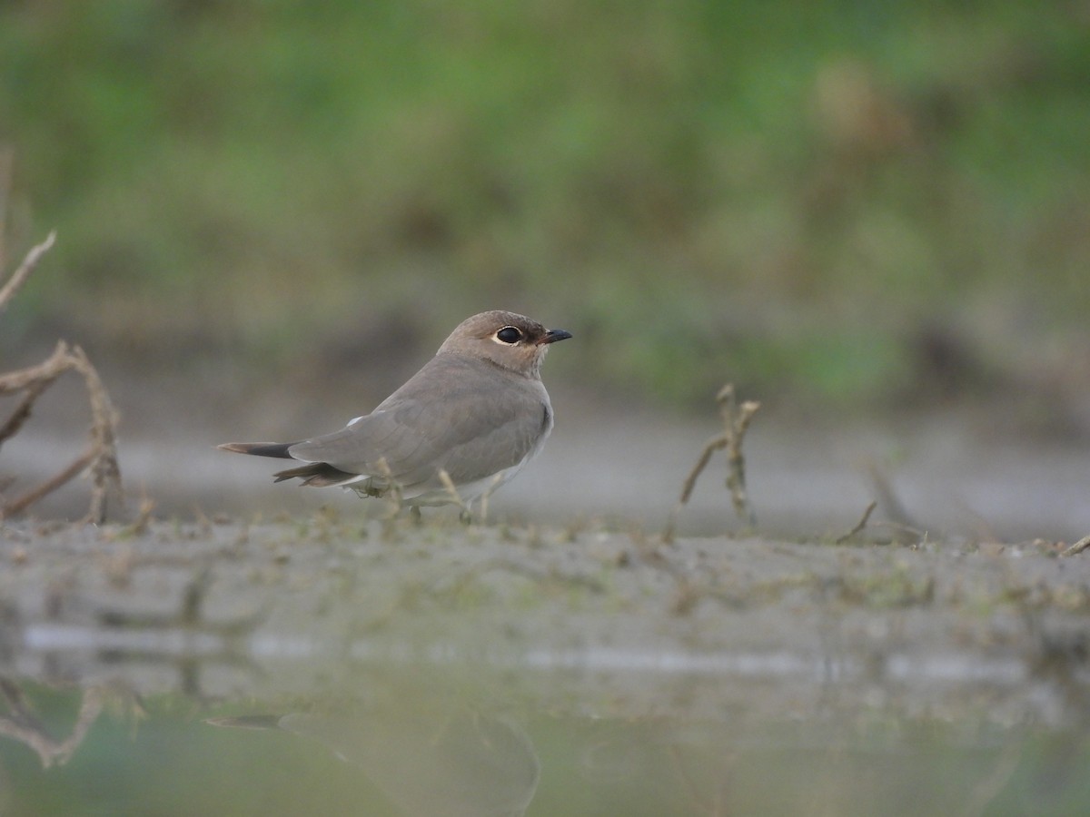 Small Pratincole - ML620824007