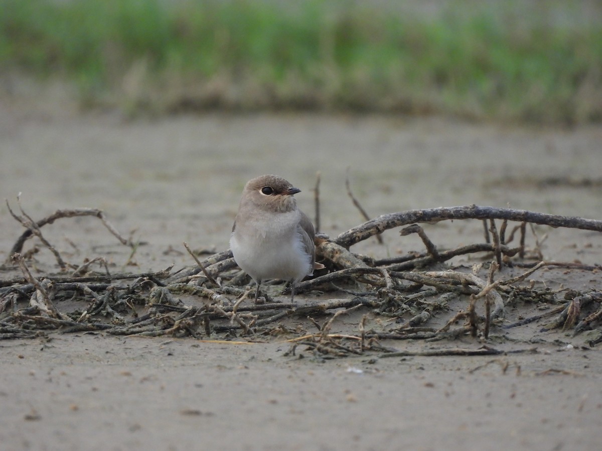 Small Pratincole - ML620824008