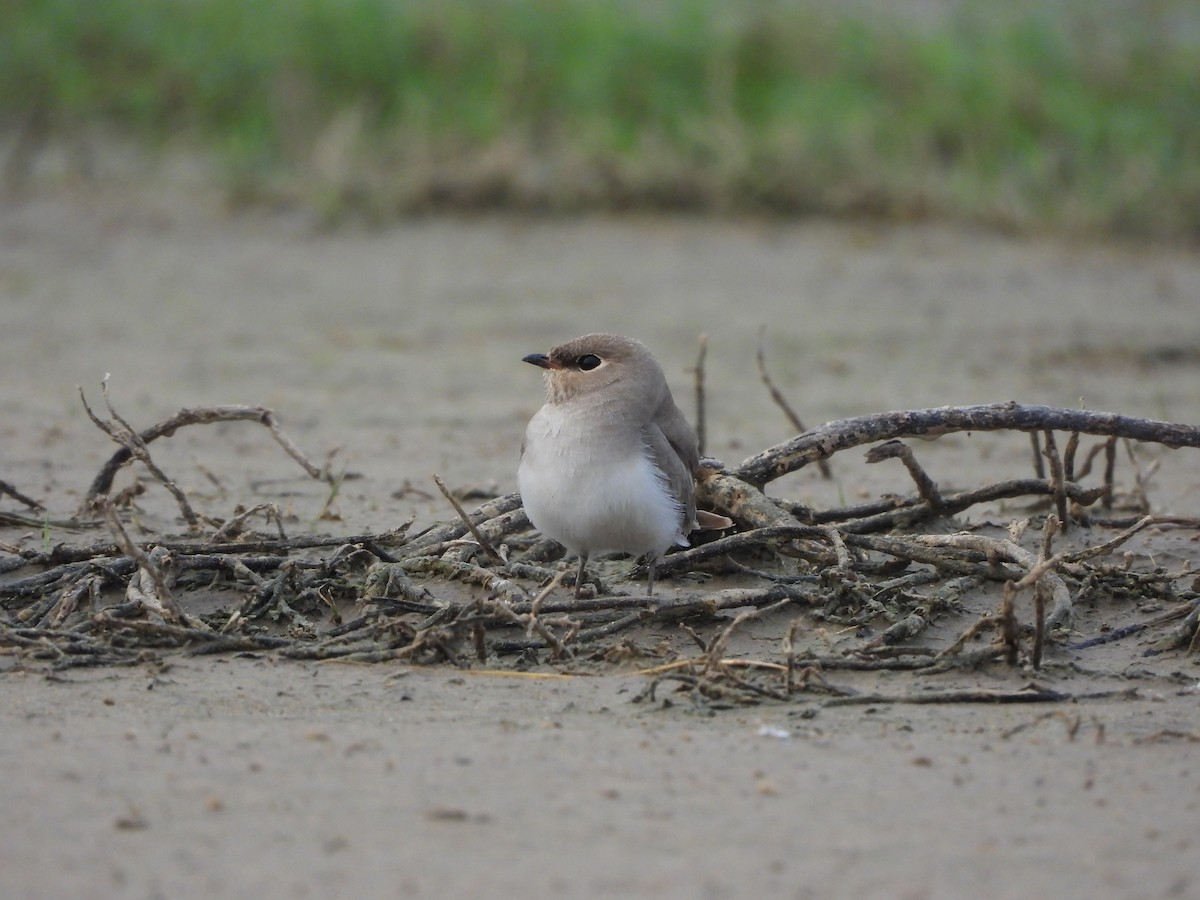 Small Pratincole - ML620824009