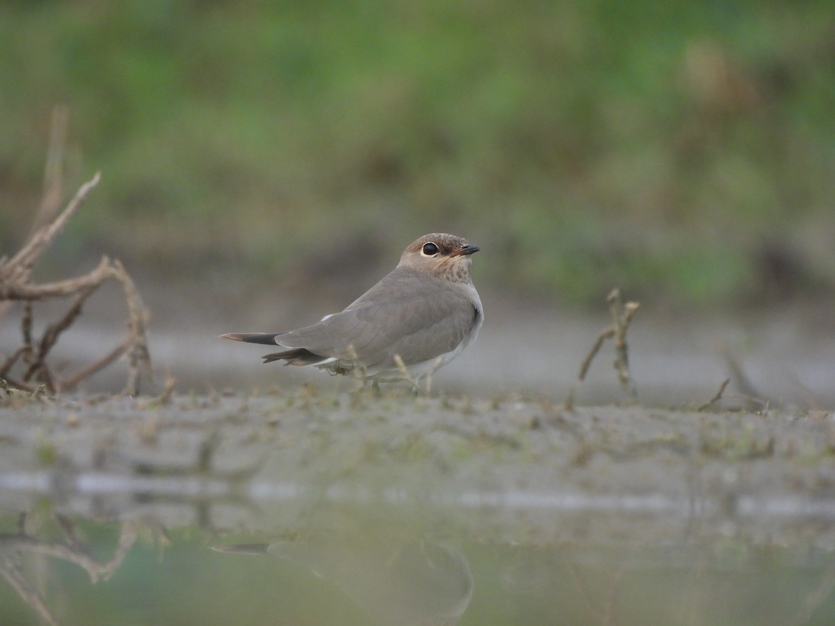 Small Pratincole - ML620824010