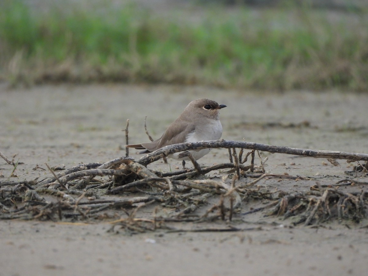 Small Pratincole - ML620824011