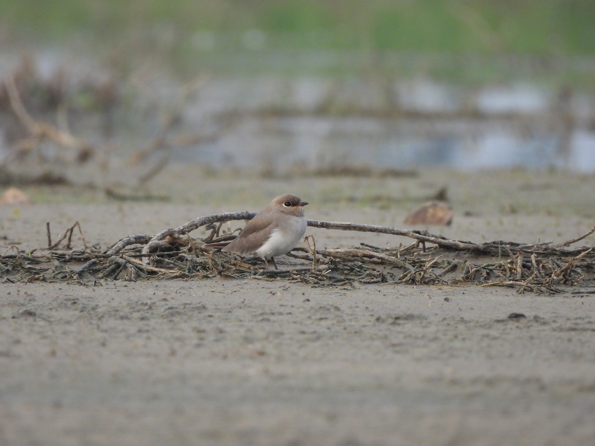 Small Pratincole - ML620824012