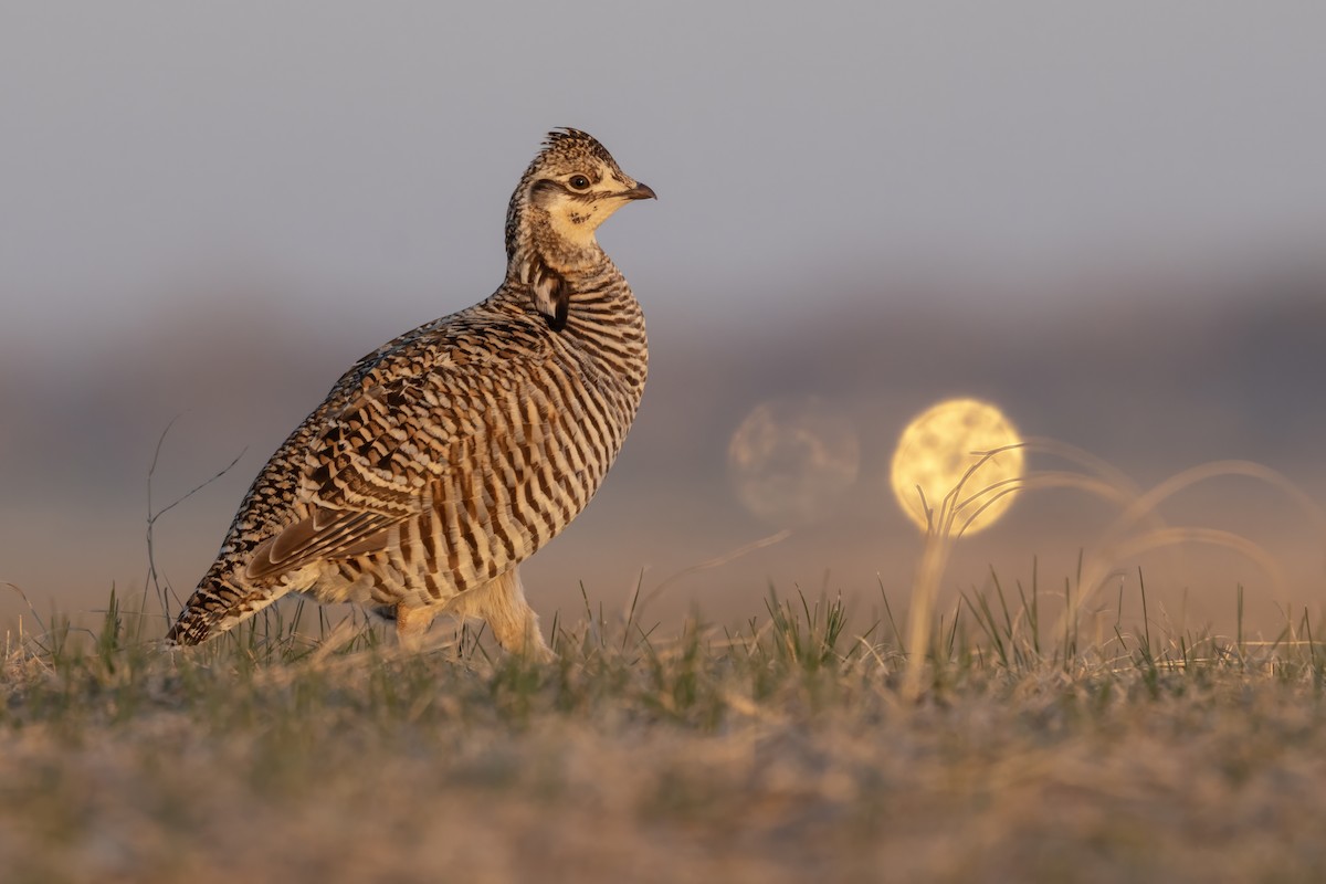 tetřívek prériový - ML620824013