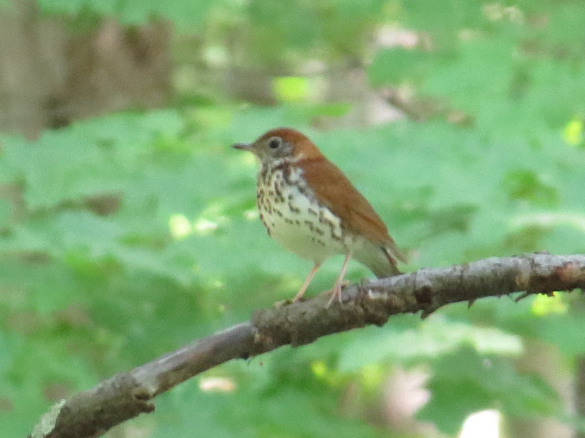 Wood Thrush - ML620824023