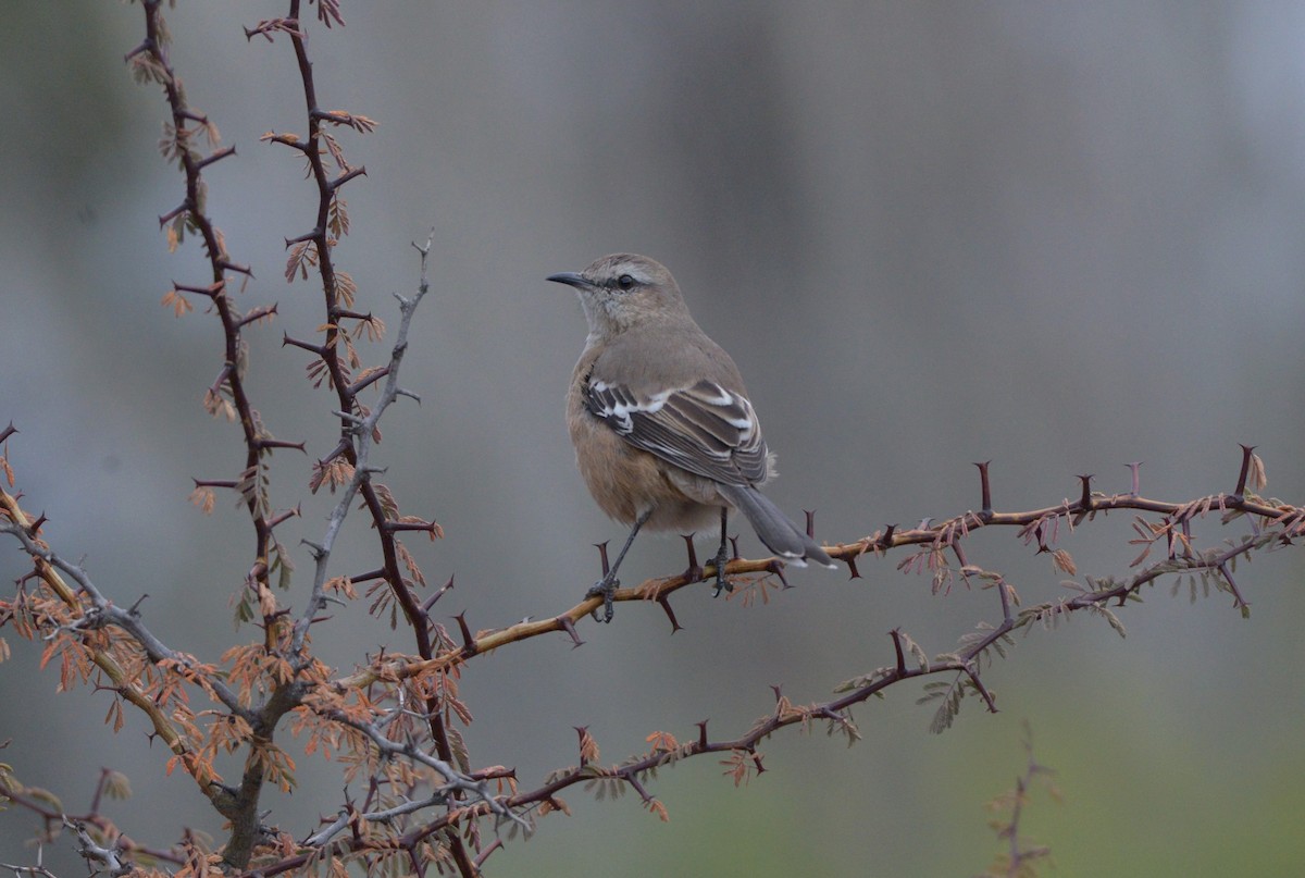 Patagonian Mockingbird - ML620824025