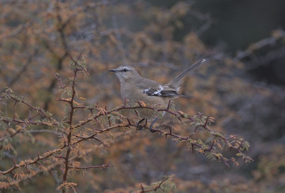 Patagonian Mockingbird - ML620824026