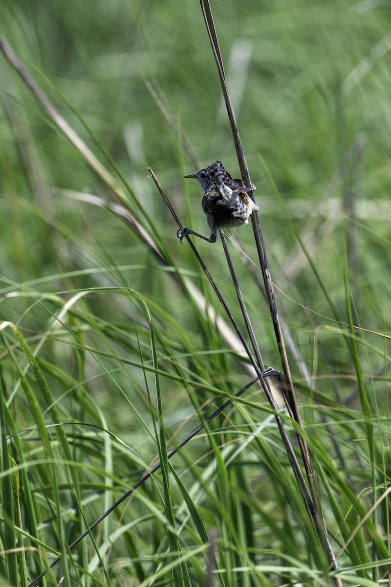 Marsh Wren - ML620824028