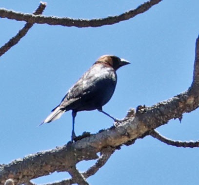 Brown-headed Cowbird - ML620824029