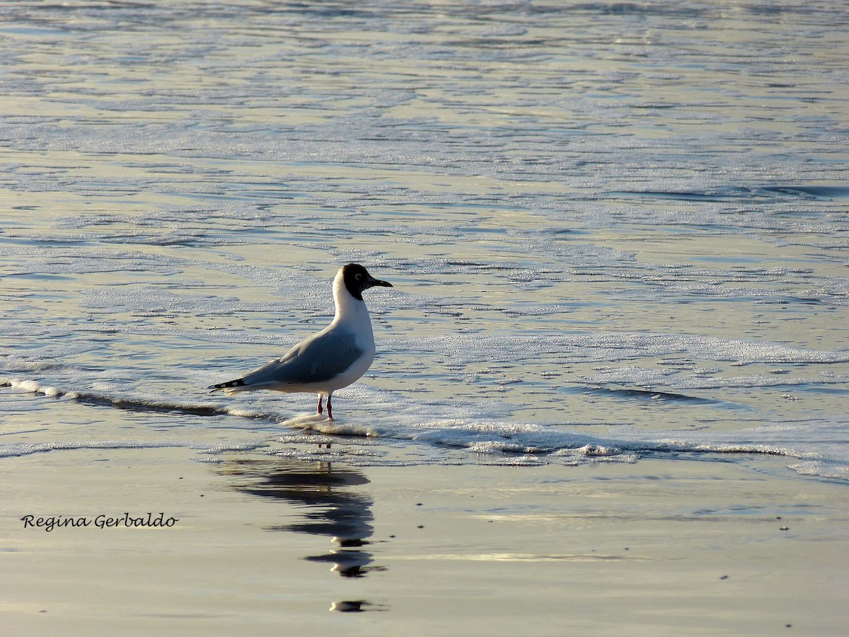 Brown-hooded Gull - ML620824030