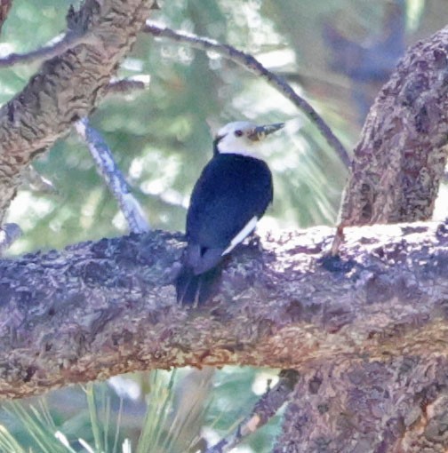 White-headed Woodpecker - ML620824031