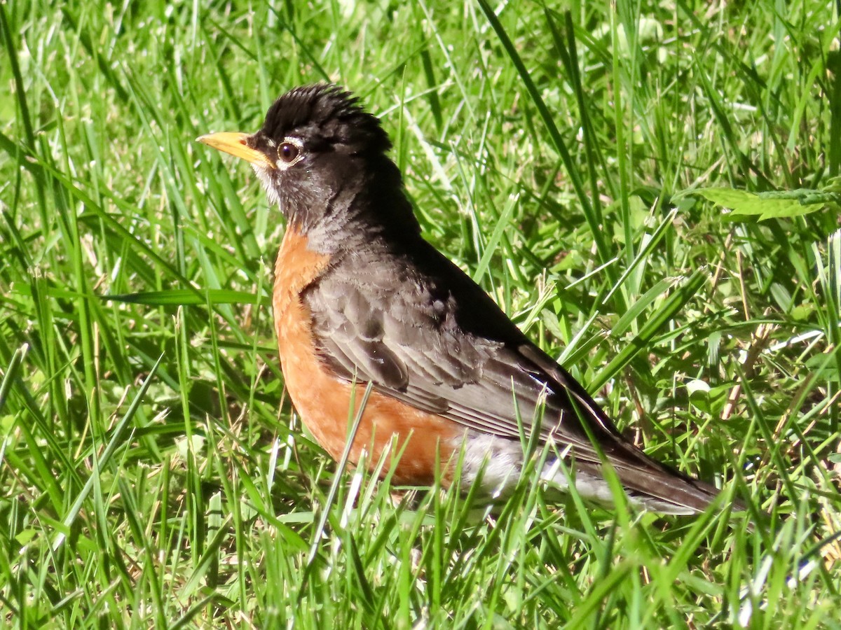 American Robin - ML620824032