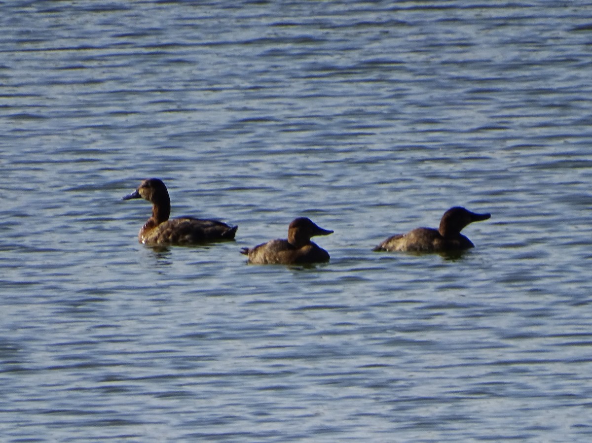 Common Pochard - ML620824034