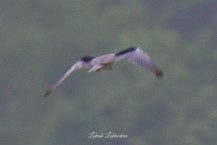 Black-winged Kite - Lokesh Lakhorkar