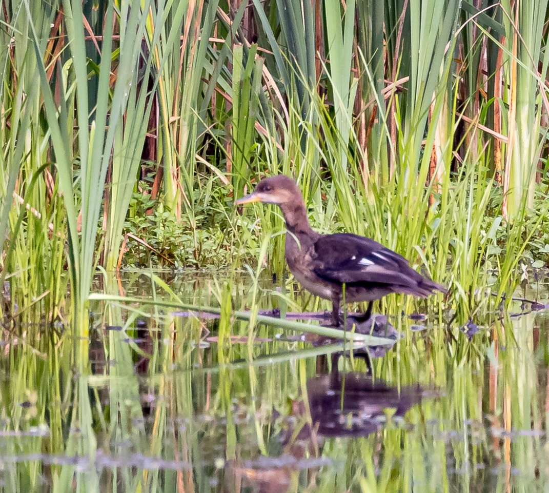 Hooded Merganser - ML620824043