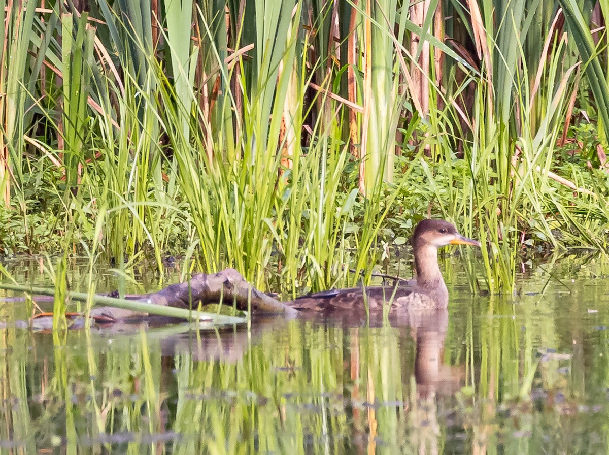 Hooded Merganser - ML620824044