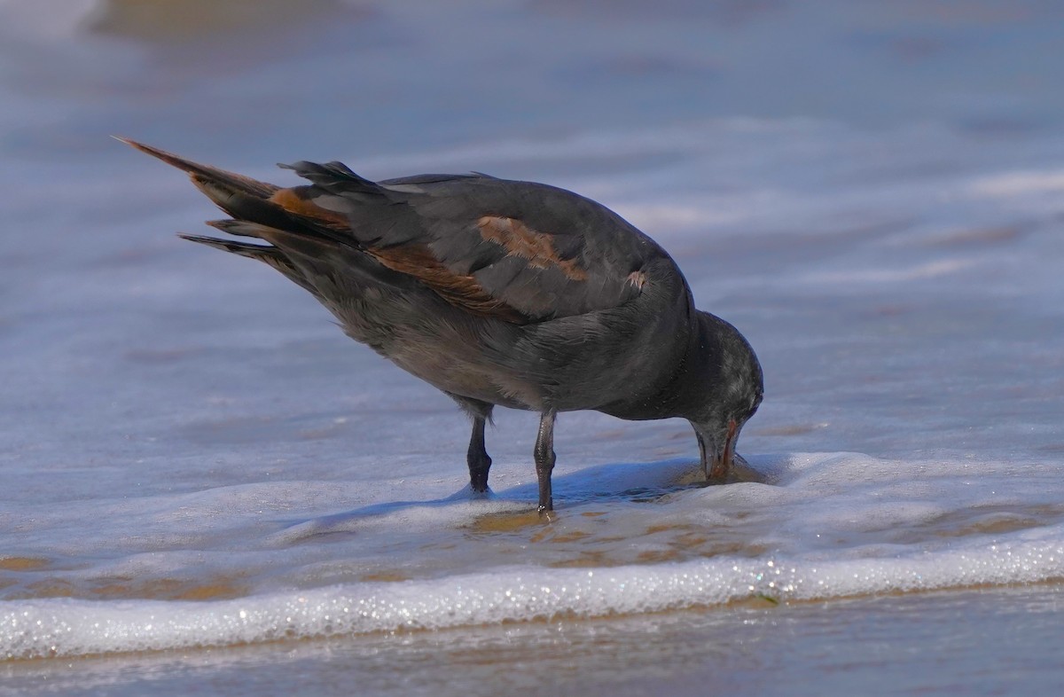 Gaviota Mexicana - ML620824045