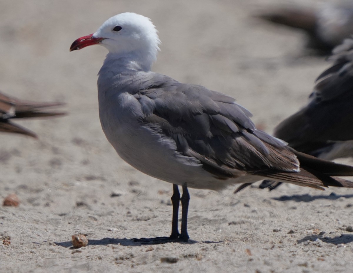 Heermann's Gull - ML620824046