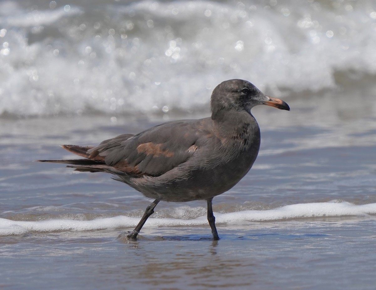 Gaviota Mexicana - ML620824048