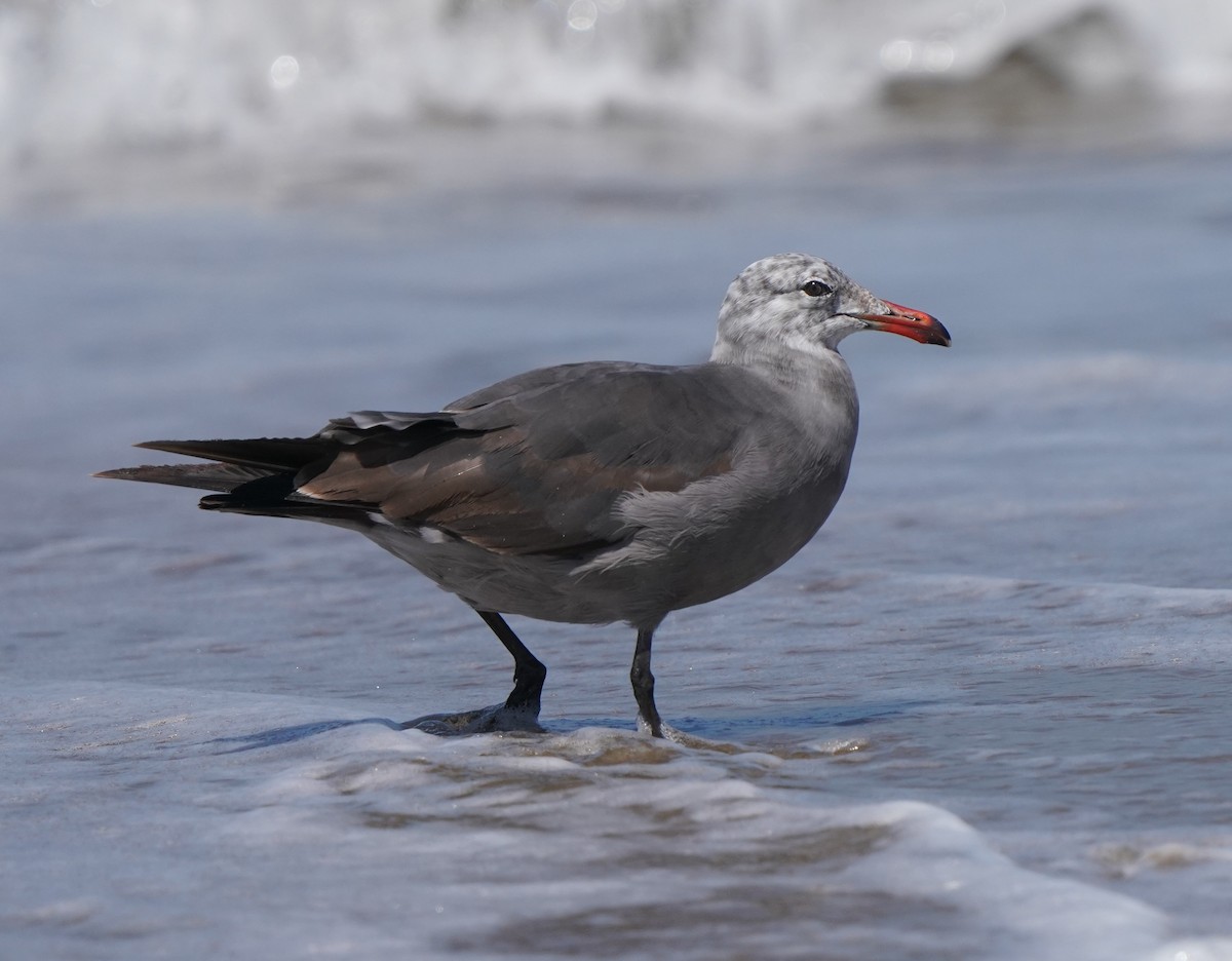 Gaviota Mexicana - ML620824049