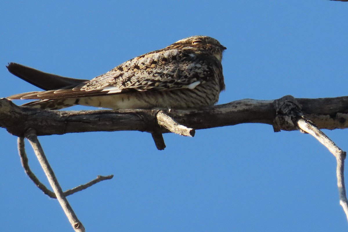 Common Nighthawk - ML620824051