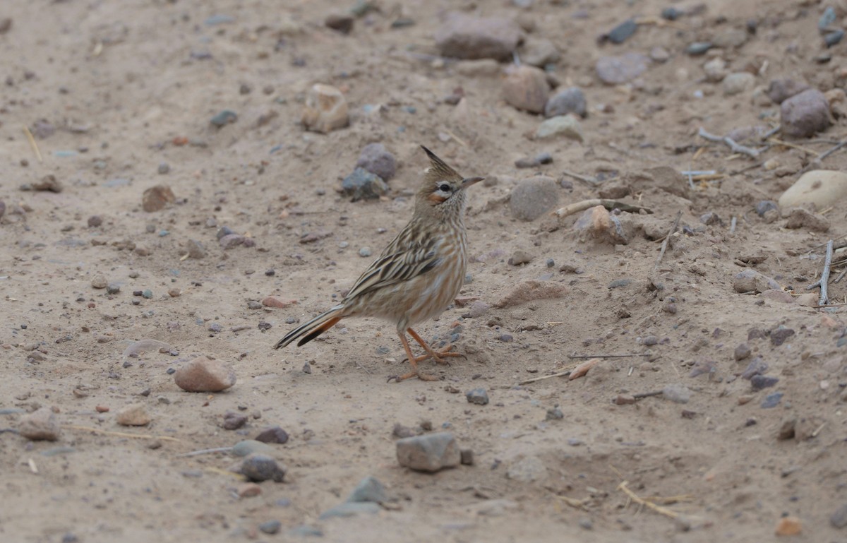 Lark-like Brushrunner - Júlio César Machado