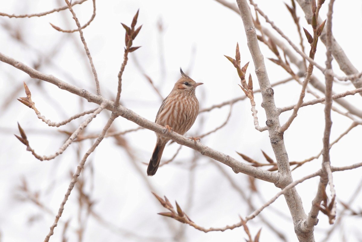 Lark-like Brushrunner - ML620824059