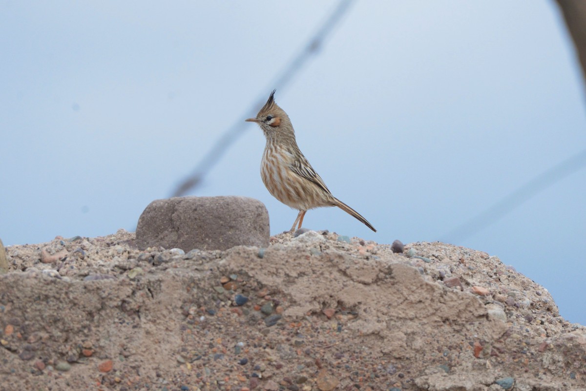 Chacobuschläufer - ML620824060