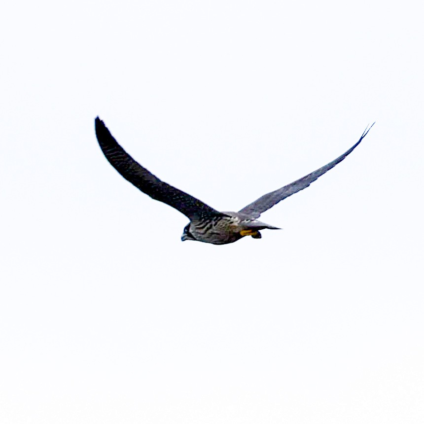 Peregrine Falcon - Braden Ribbens