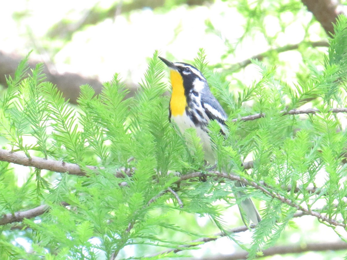 Yellow-throated Warbler - Tom Rohrer