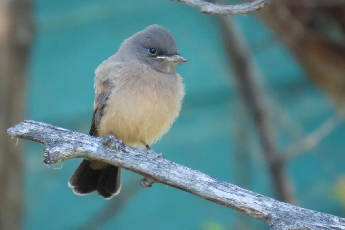 Say's Phoebe - ML620824067