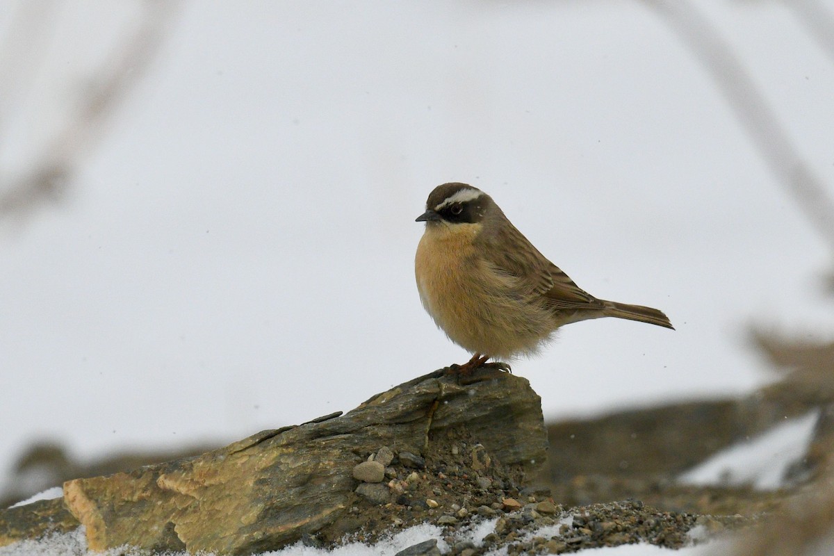 Brown Accentor - ML620824068