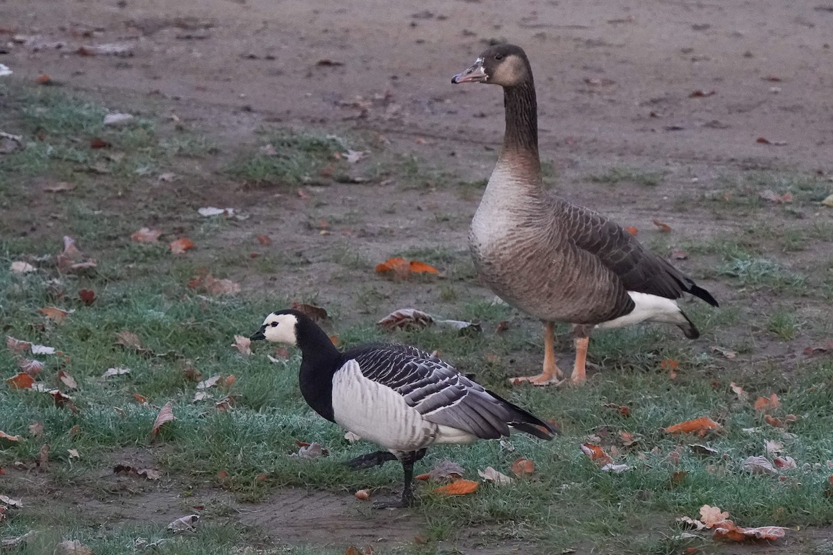 Barnacle Goose - ML620824072