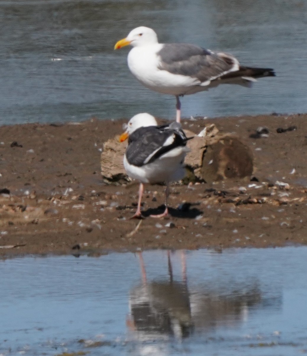 Western Gull - ML620824075