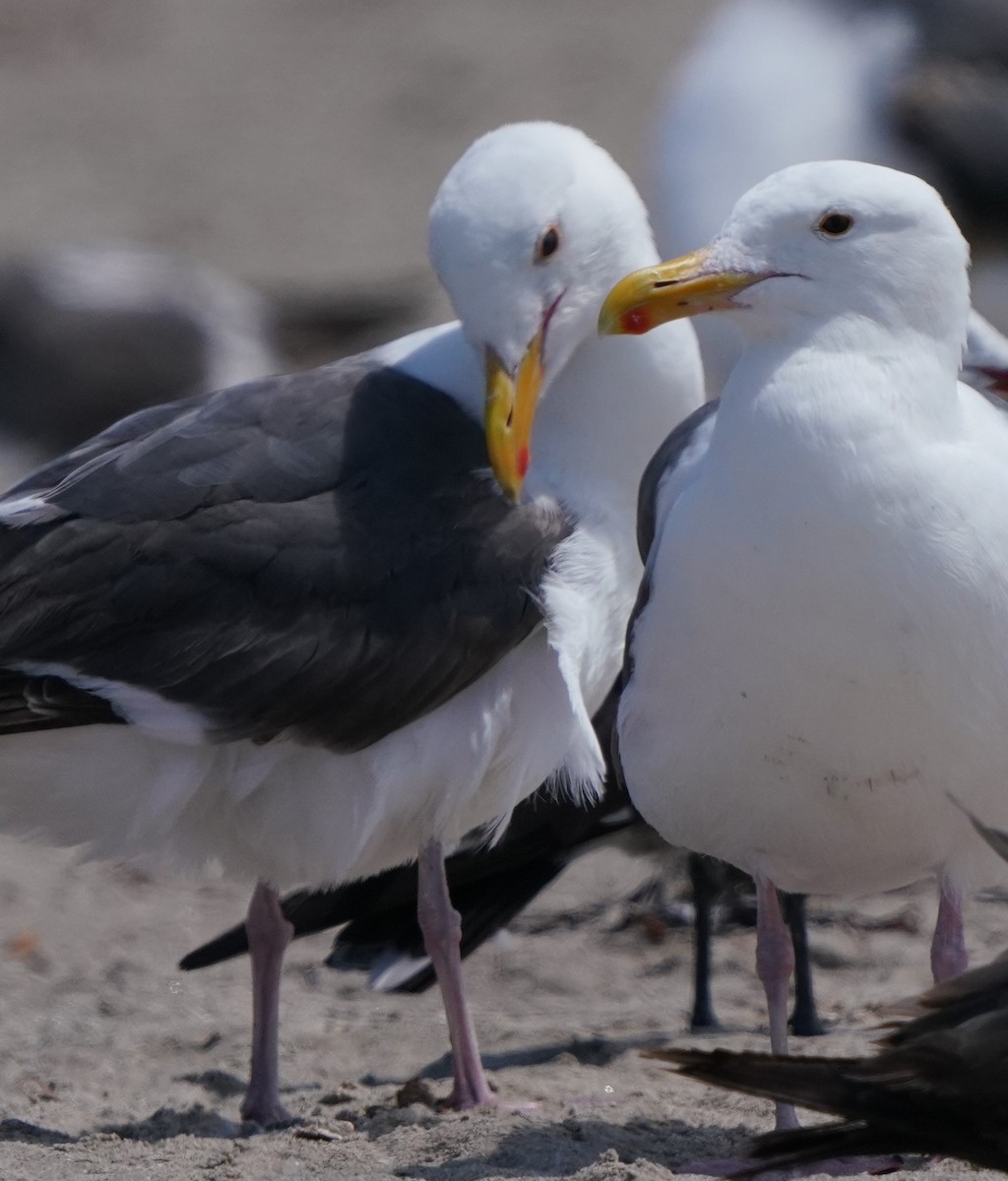 Gaviota Occidental - ML620824076