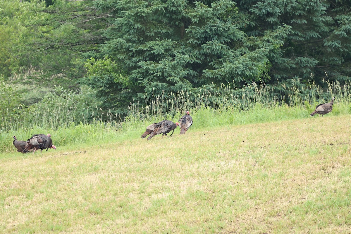 Wild Turkey - ML620824081