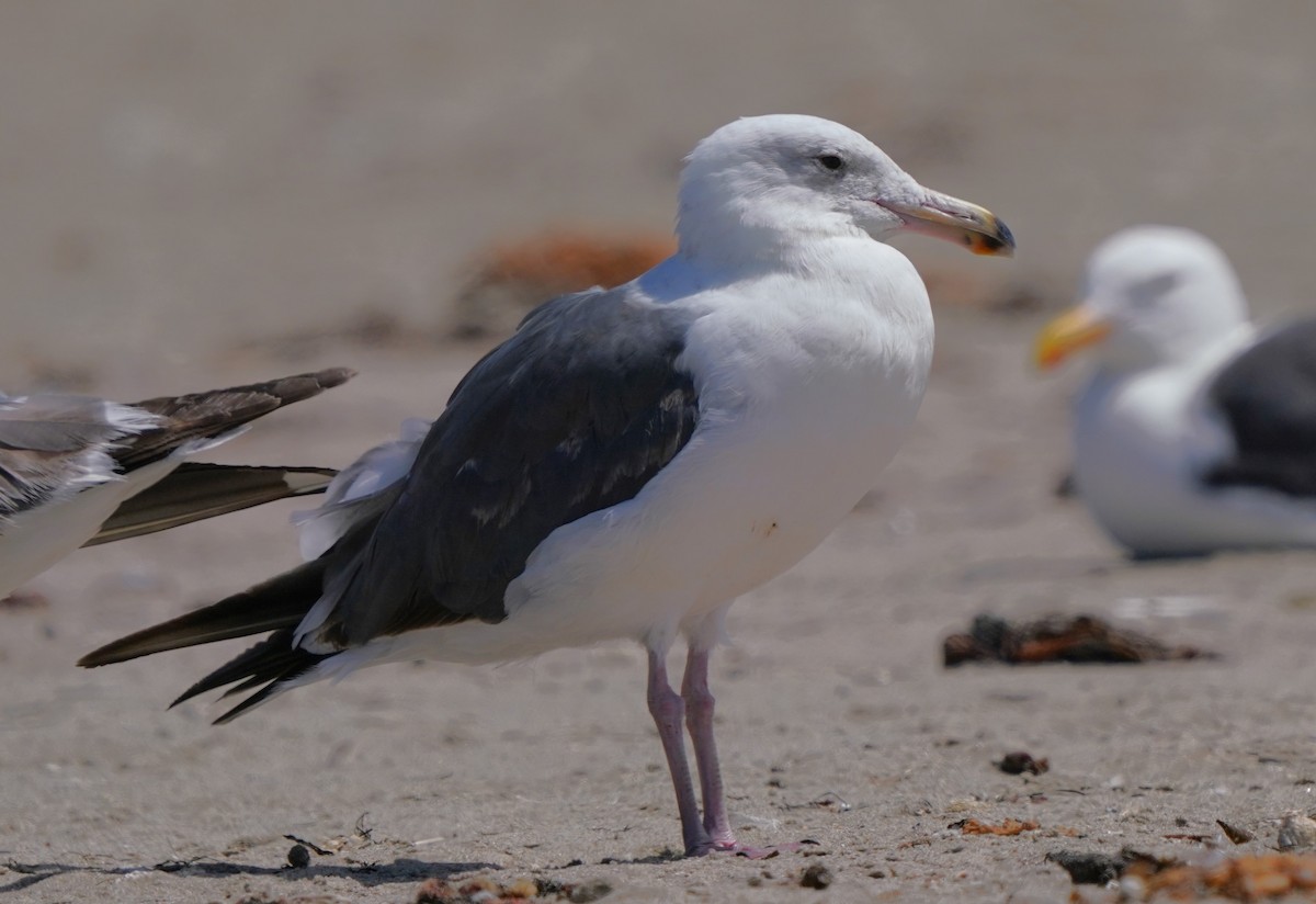 California Gull - ML620824084