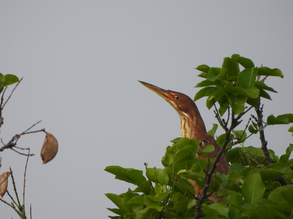 Cinnamon Bittern - ML620824093