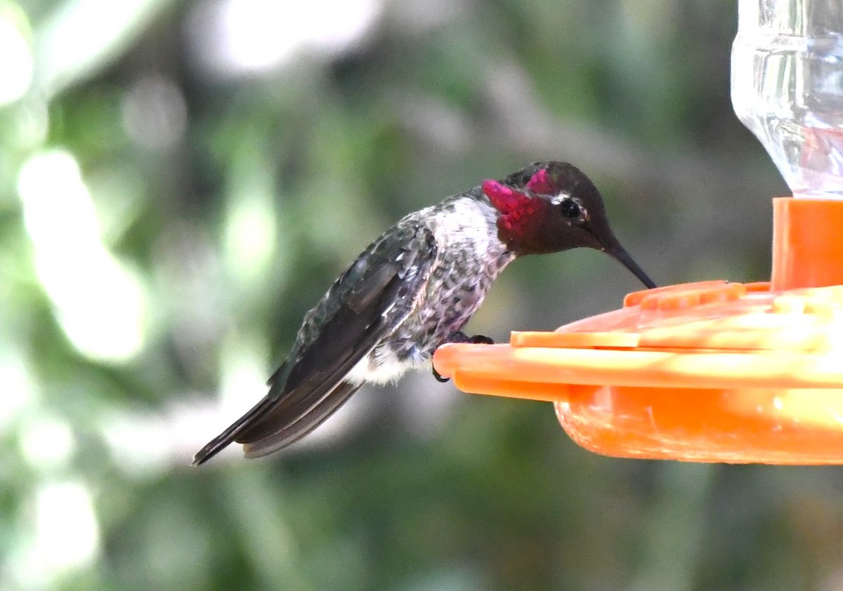 Colibrí de Anna - ML620824099