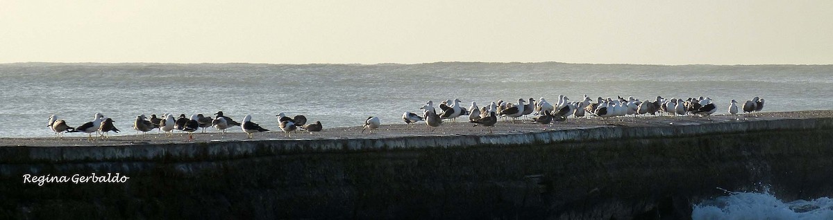 Olrog's Gull - ML620824102