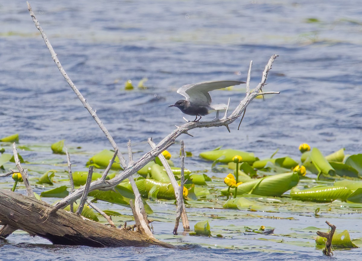 Black Tern - ML620824105