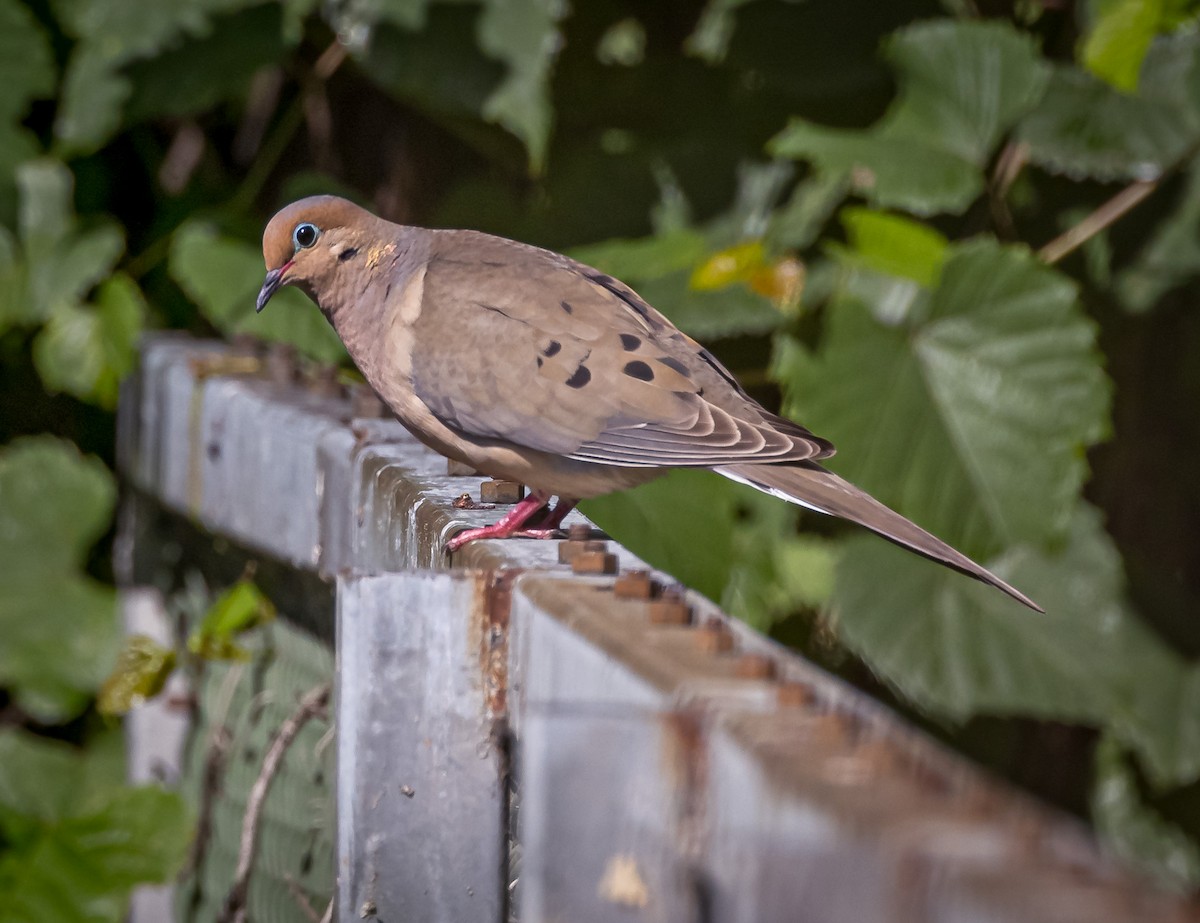 Mourning Dove - ML620824106