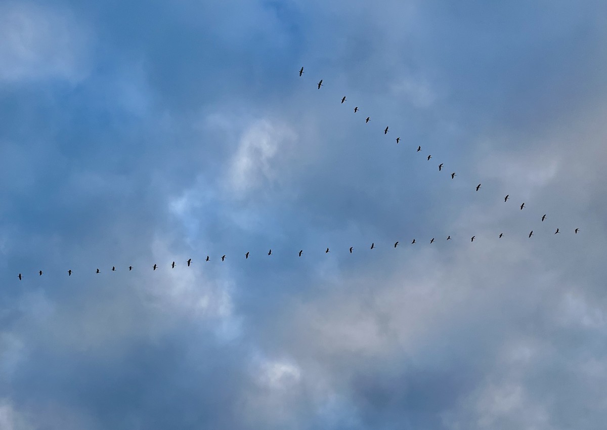 African Sacred Ibis - ML620824108