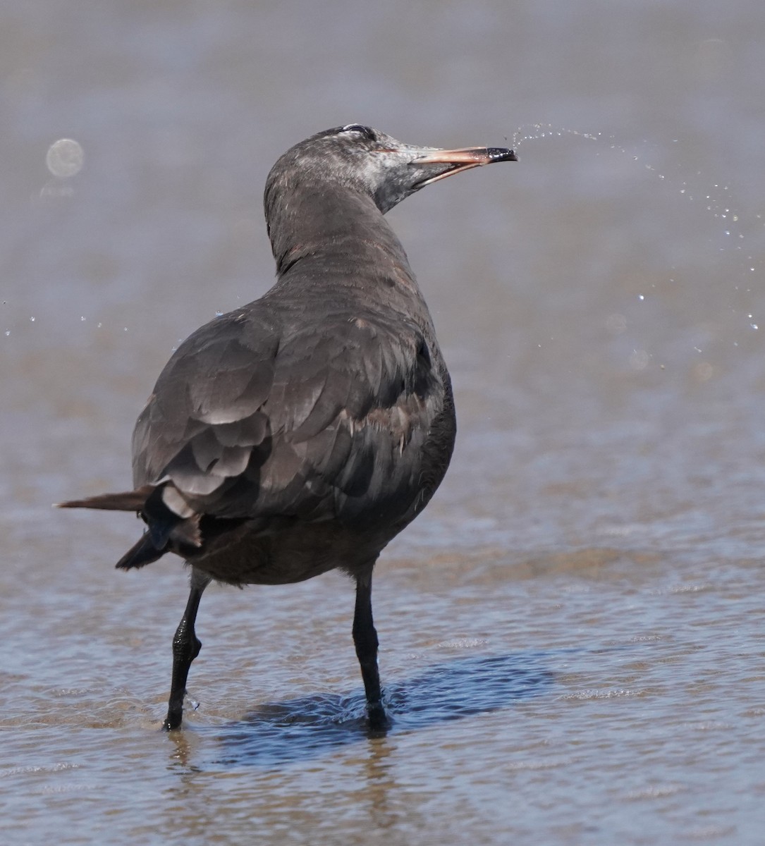 Gaviota Mexicana - ML620824109