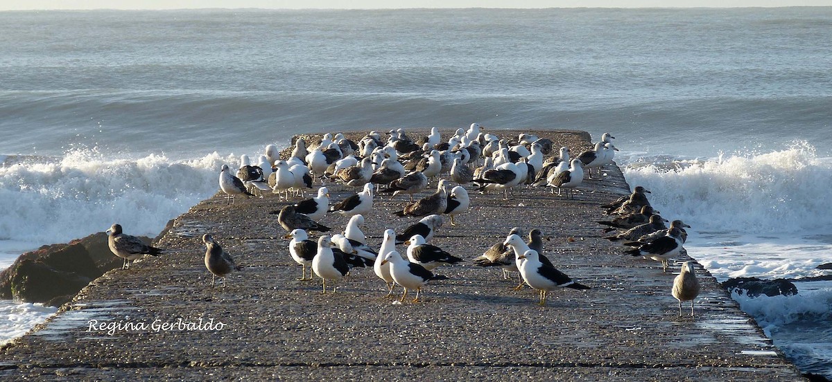 Olrog's Gull - ML620824112