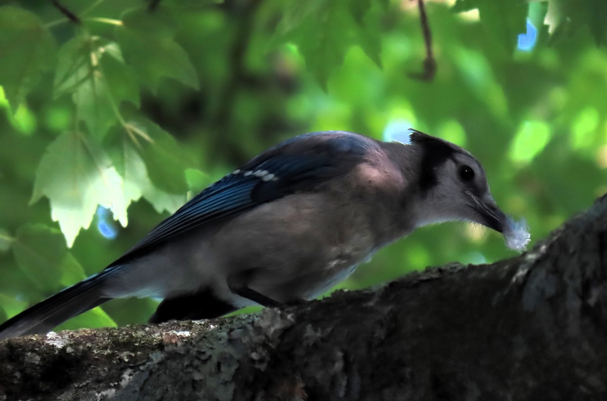 Blue Jay - ML620824120