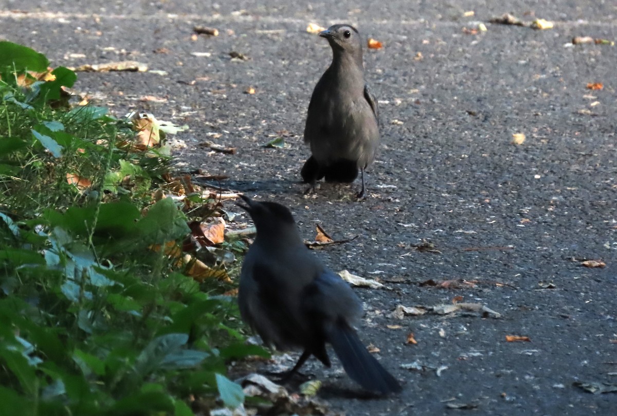 Gray Catbird - ML620824124