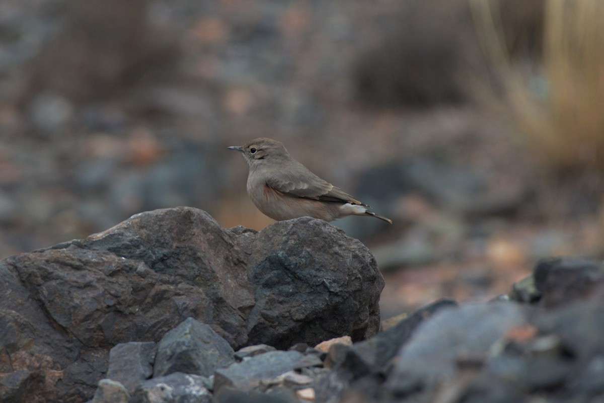 Rufous-banded Miner - ML620824125